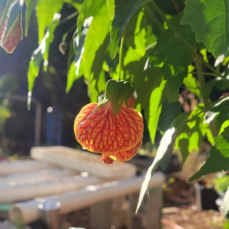 Rare Orange Abutilon Plant Live, 2-3 Feet Tall, Abutilon Flowering Live Plant In Pot
