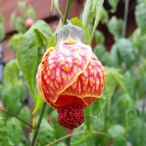 Rare Orange Abutilon Plant Live, 2-3 Feet Tall, Abutilon Flowering Live Plant In Pot