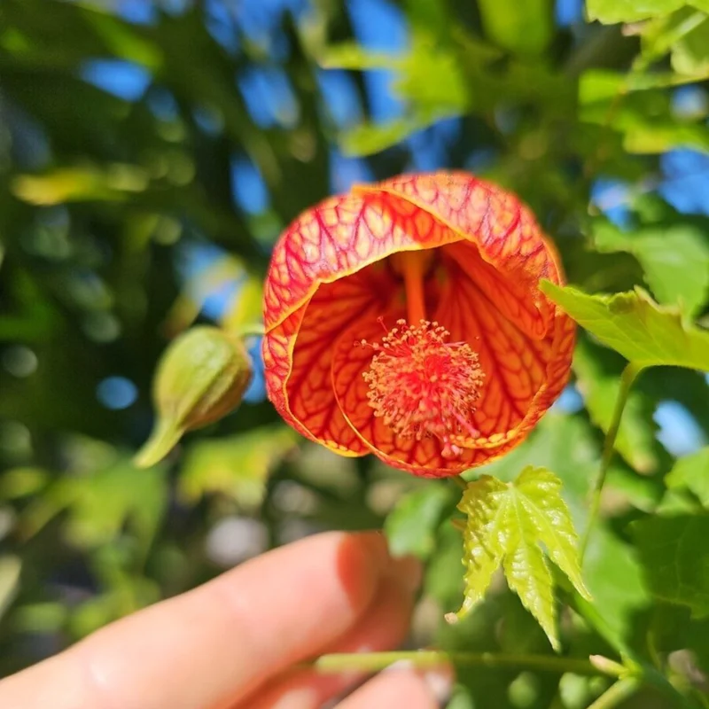 Rare Orange Abutilon Plant Live, 2-3 Feet Tall, Abutilon Flowering Live Plant In Pot