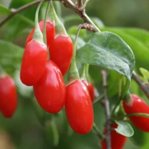 Goji Berry Plant Live, 1 Feet Tall, In 6 Inch Pot, Goji Berries Fruit Tree Live Plant