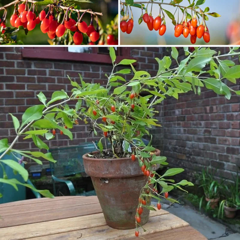 Goji Berry Plant Live, 1 Feet Tall, In 6 Inch Pot, Goji Berries Fruit Tree Live Plant