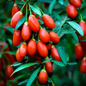Goji Berry Plant Live, 1 Feet Tall, In 6 Inch Pot, Goji Berries Fruit Tree Live Plant