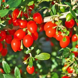 Goji Berry Plant Live, 1 Feet Tall, In 6 Inch Pot, Goji Berries Fruit Tree Live Plant