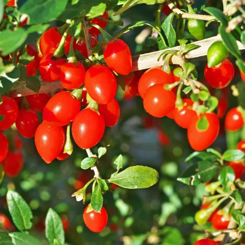 Goji Berry Plant Live, 1 Feet Tall, In 6 Inch Pot, Goji Berries Fruit Tree Live Plant