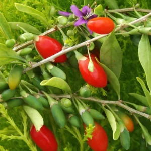 Goji Berry Plant Live, 1 Feet Tall, In 6 Inch Pot, Goji Berries Fruit Tree Live Plant