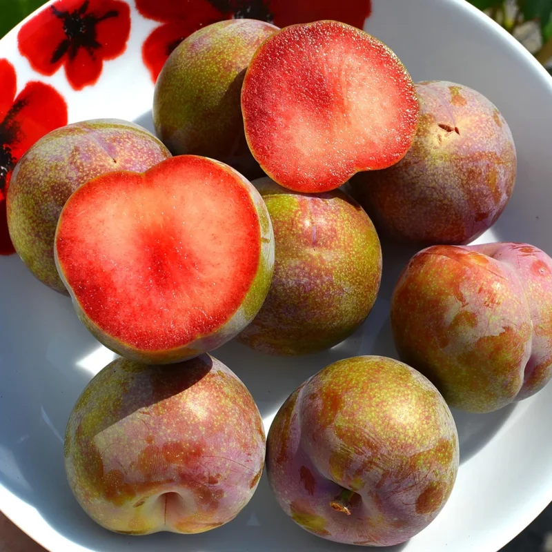 Flavor Plum Plant - 4 Feet Tall - Live Plum Tree Live Plant in 3 Gallon Pot for Outdoor Growing - Delicious Plums for Home Gardens