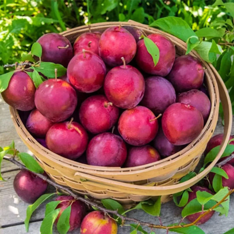 Flavor Plum Plant - 4 Feet Tall - Live Plum Tree Live Plant in 3 Gallon Pot for Outdoor Growing - Delicious Plums for Home Gardens