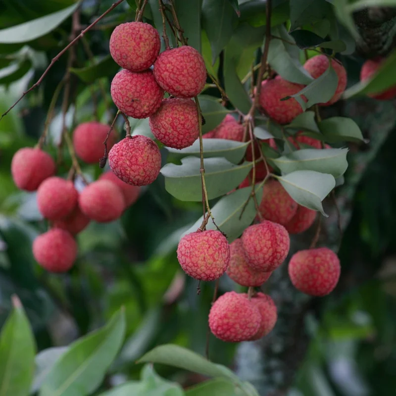 Lychee Tree Live Plant - 2 to 3 Feet Tall - Sweet Litchi Tree - In 3 Galon Pot