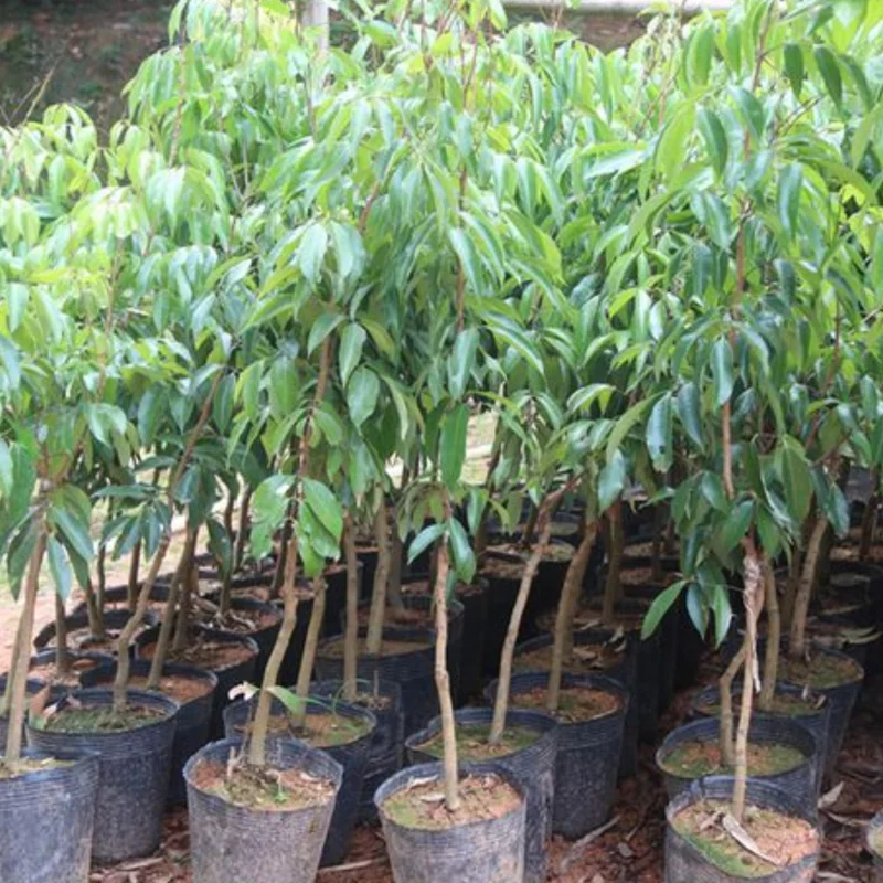 Lychee Tree Live Plant - 2 to 3 Feet Tall - Sweet Litchi Tree - In 3 Galon Pot