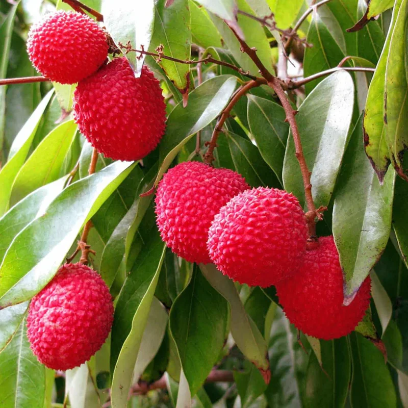 Lychee Tree Live Plant, 2 to 3 Feet Tall, Sweet Litchi Fruit Tree in 3 Gallon Pot, Perfect for Home Orchards