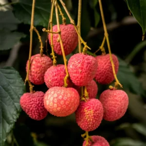 Sweet Heart Lychee Tree in 3 Gallon Pot, 2 to 3 Feet Tall, Litchi Fruit Tree for Planting, Grow Tropical Lychee Fruit at Home