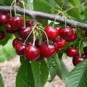 Cherry Tree Live Plant, 3-4 Feet Tall, Live Cherry Plant In 3 Gallon Pot