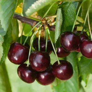 Cherry Tree Live Plant, 3-4 Feet Tall, Live Cherry Plant In 3 Gallon Pot