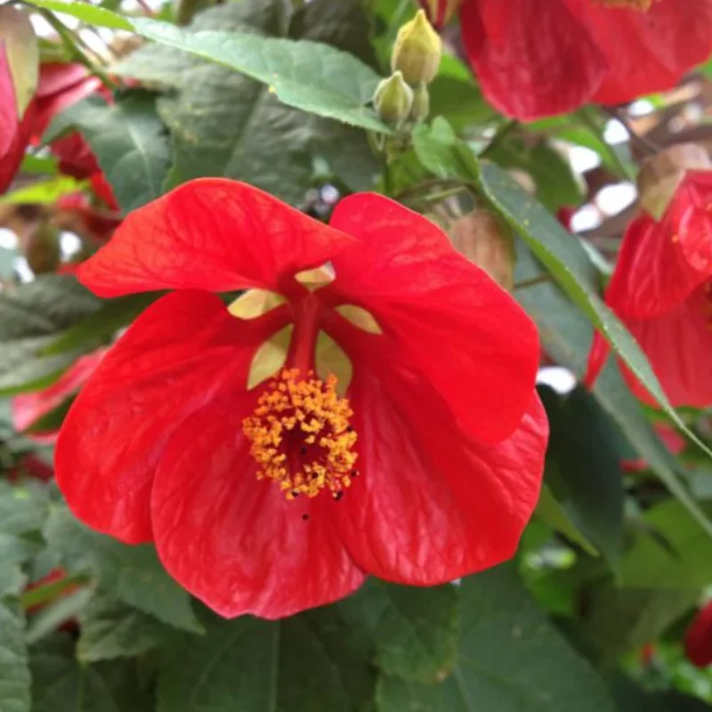 Abutilon Plant Live, 2 Feet Tall, Abutilon Flowering Live Plant In Pot, Abutilon Tree For Planting