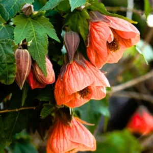 Abutilon Plant Live, 1-2 Feet Tall, Abutilon Flowering Live Plant In Pot
