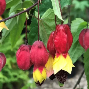 Abutilon Plant Live, 1-2 Feet Tall, Abutilon Flowering Live Plant In Pot