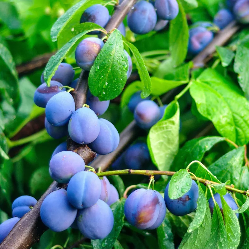 Plum Plant Live, 2-3 Feet Tall, In Pot, Pluot Plum Tree Live Plant For Growing Outdoor