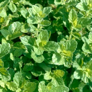 2 Lemon Balm Plants Live, Lemon Balm Plants in Pot, Live Lemon Balm Plant, Lemon Balm Plants for Outdoor