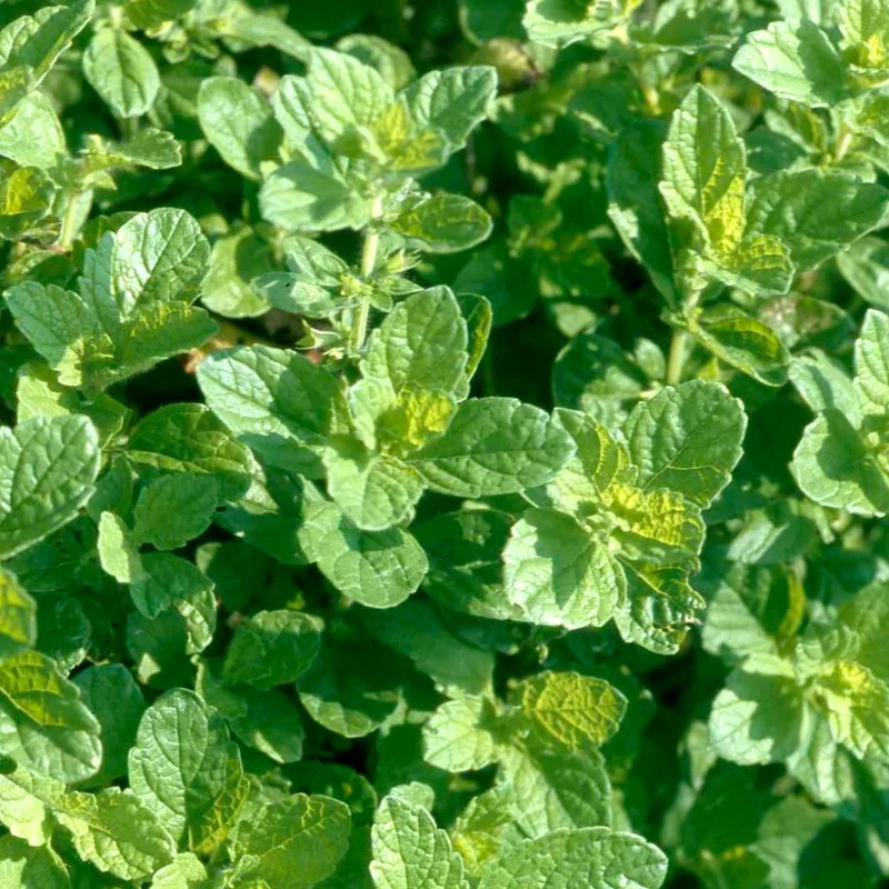 2 Lemon Balm Plants Live, Lemon Balm Plants in Pot, Live Lemon Balm Plant, Lemon Balm Plants for Outdoor