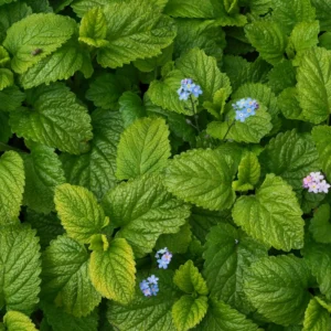 4 Lemon Balm Plant Live, Lemon Balm Plants in Pot, Live Lemon Balm Plant, Lemon Balm Plants for Outdoor