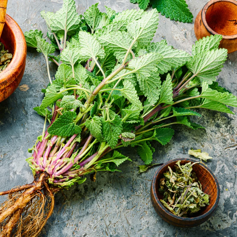 2 Lemon Balm Plants Live, Lemon Balm Plants in Pot, Live Lemon Balm Plant, Lemon Balm Plants for Outdoor