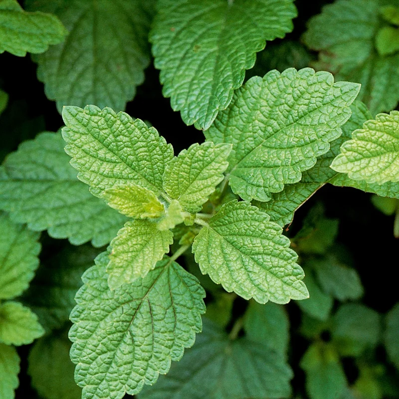 2 Lemon Balm Plants Live, Lemon Balm Plants in Pot, Live Lemon Balm Plant, Lemon Balm Plants for Outdoor