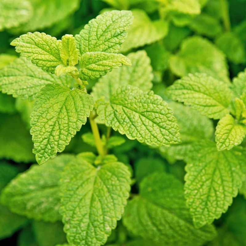 2 Lemon Balm Plants Live, Lemon Balm Plants in Pot, Live Lemon Balm Plant, Lemon Balm Plants for Outdoor