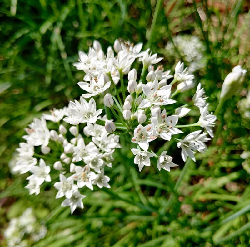 4 Heirloom Live Garlic Chives, Heirloom Leeks Plant, Hardy Perennial Chives Plant for Planting