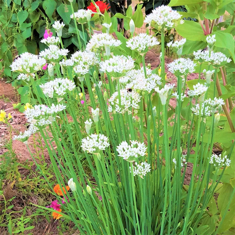 4 Heirloom Live Garlic Chives, Heirloom Leeks Plant, Hardy Perennial Chives Plant for Planting