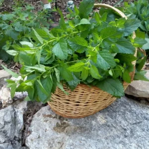 6 Lemon Balm Plant Live, Lemon Balm Plants in Pot, Live Lemon Balm Plant, Lemon Balm Plants for Outdoor