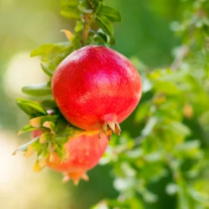 Pomegranate Tree Live Plant, Pomegranate Plant, Pomegranate Fruit Tree, 6-8 Inches Tall, Easy to Transplant into Garden or Pots