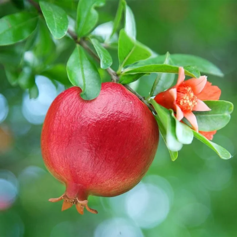 Pomegranate Tree Live Plant, Pomegranate Plant, Pomegranate Fruit Tree, 10 to 14 Inches Tall – Ready to Plant