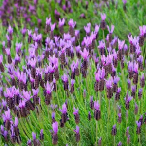 2 Lavender Plants, Live Lavender for Indoor or Outdoor, Well-Rooted and Ready to Plant