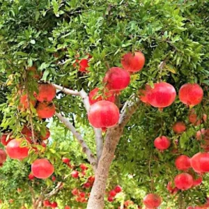 Live Pomegranate Tree Plant, Fruit-Bearing Pomegranate, 6-8 Inches Tall, Wonderful Pomegranate Tree, Pomegranate Plant Tree