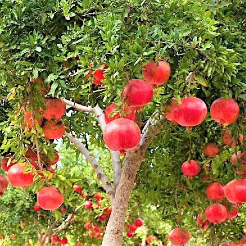 Live Pomegranate Tree Plant, Fruit-Bearing Pomegranate, 6-8 Inches Tall, Wonderful Pomegranate Tree, Pomegranate Plant Tree