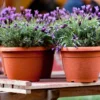 Set of 4 Live Lavender Plants, Suitable for Indoor or Outdoor Garden, Fragrant Flower Lavender Herb Plant