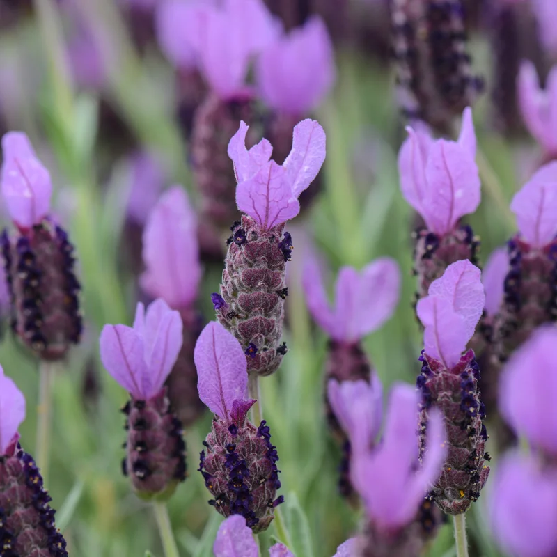 Set of 4 Live Lavender Plants, Suitable for Indoor or Outdoor Garden, Fragrant Flower Lavender Herb Plant