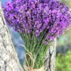 2 Munstead Lavender Plants, Live Lavender for Indoor or Outdoor, Well-Rooted and Ready to Plant
