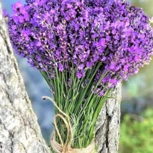 2 Munstead Lavender Plants, Live Lavender for Indoor or Outdoor, Well-Rooted and Ready to Plant