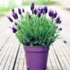 6 Lavender Plants, Live Lavender for Indoor or Outdoor, Well-Rooted and Ready to Plant