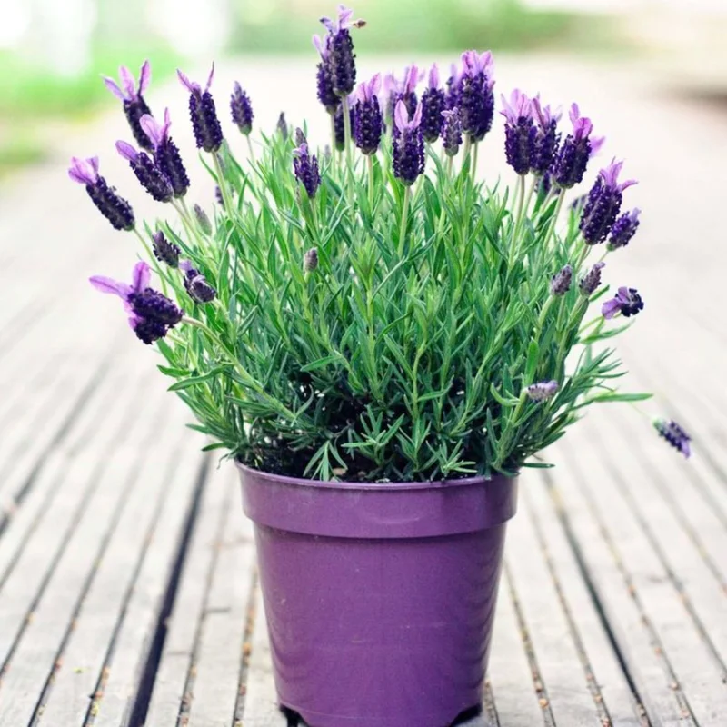 6 Lavender Plants, Live Lavender for Indoor or Outdoor, Well-Rooted and Ready to Plant