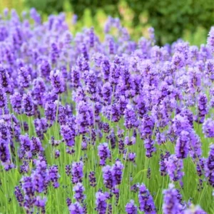 2 Munstead Lavender Plants, Live Lavender for Indoor or Outdoor, Well-Rooted and Ready to Plant