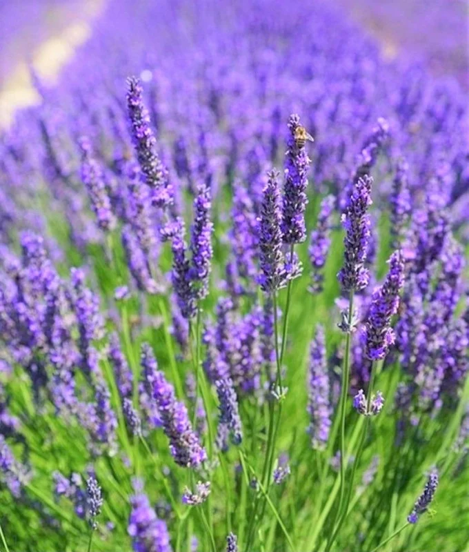 2 Hidcote Lavender Plants, Live Lavender for Indoor or Outdoor, Well-Rooted and Ready to Plant