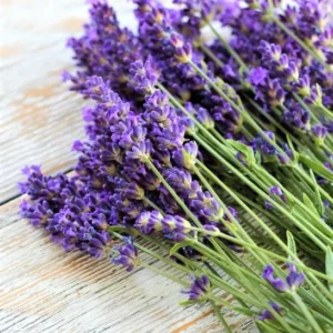 2 Creek Lavender Plants, Live Lavender for Indoor or Outdoor, Well-Rooted and Ready to Plant