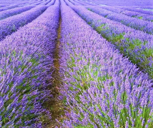 Set of 4 Hidcote Live Lavender Plants, Suitable for Indoor or Outdoor Garden, Fragrant Flower Lavender Herb Plant