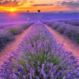 Set of 4 Creek Live Lavender Plants, Suitable for Indoor or Outdoor Garden, Fragrant Flower Lavender Herb Plant