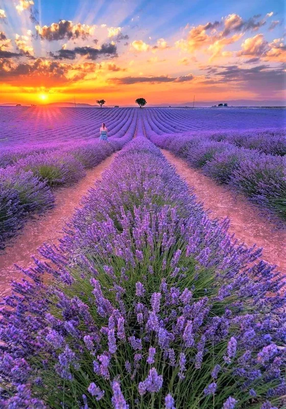 Set of 4 Creek Live Lavender Plants, Suitable for Indoor or Outdoor Garden, Fragrant Flower Lavender Herb Plant