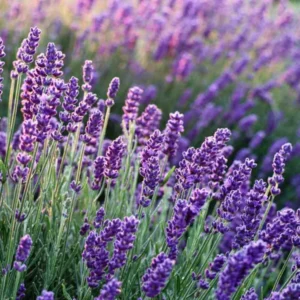 Set of 4 Creek Live Lavender Plants, Suitable for Indoor or Outdoor Garden, Fragrant Flower Lavender Herb Plant
