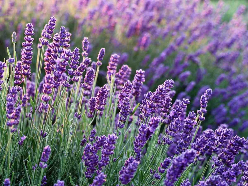 Set of 4 Creek Live Lavender Plants, Suitable for Indoor or Outdoor Garden, Fragrant Flower Lavender Herb Plant