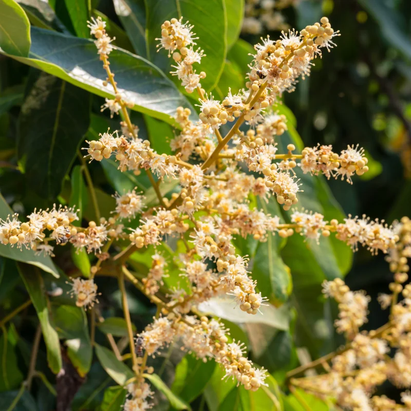 Longan Tree Live Plant, 2 Feet Tall, Sweet Longan Fruit Tree in Pot, Perfect for Home Orchards
